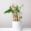 Treleaf Bare™ Anthrulla™ – Customizable Wooden Queen Anthurium Leaf Plant Trellis – Regular Size 12” Indoor Plant Support and Decorative Houseplant Stake for Potted Vines and Climbing Plants
