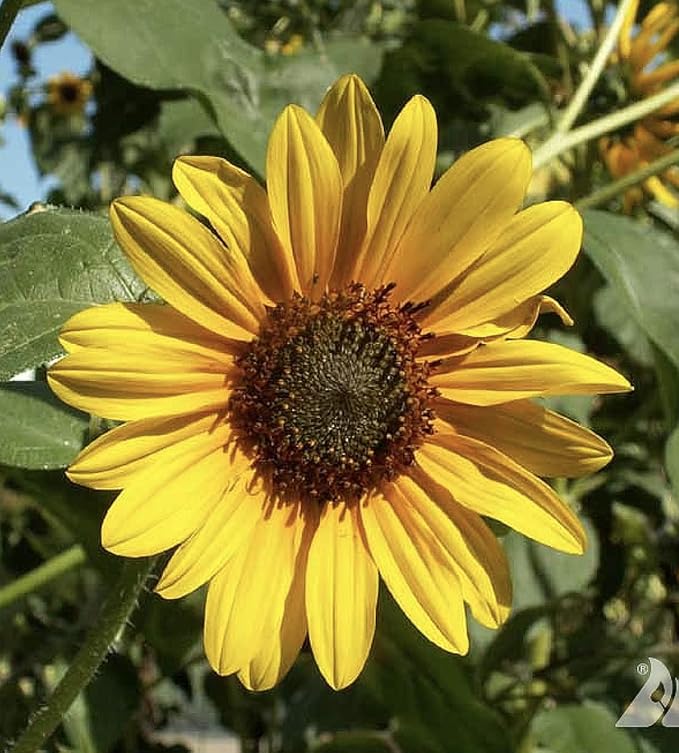 Wild Sunflower - Attracts Bees and Butterflies. Plants are highly adaptable, tolerating dry to moderate moisture and a variety of soil types.