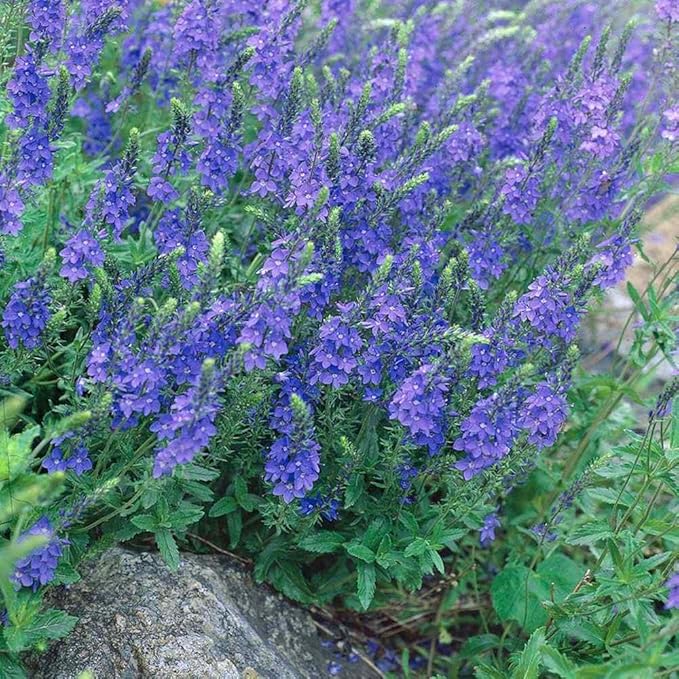 Outsidepride Royal Blue Speedwell Veronica Seeds for Planting - 2000 Pcs Pollinator-Friendly Perennial Flowers w/Upright Spikes,Tall & Tidy Growth for Smaller Gardens, Containers, or Borders