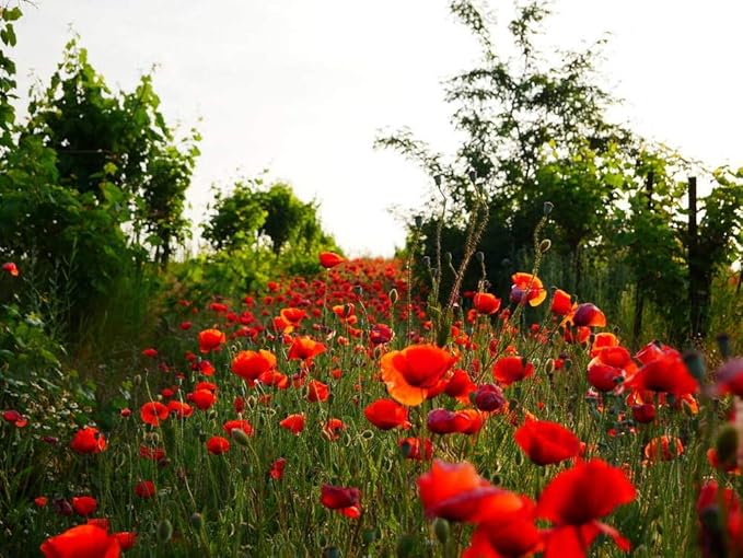 Wildflower Seeds Mixed, Perennial Flower Seeds fo Plating (4 Ounces 36000 Seeds)