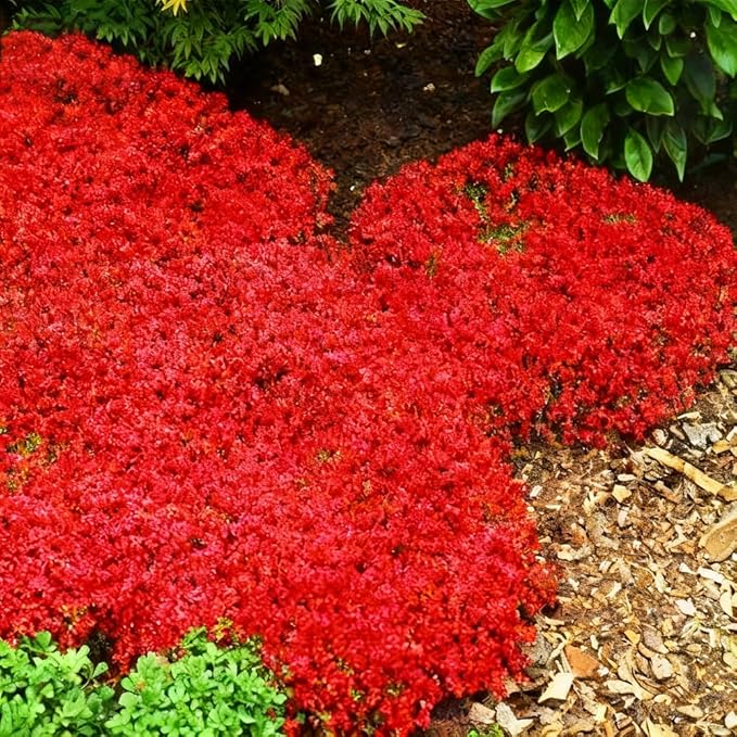 15000pcs Red Creeping Thyme Seeds Ground Cover,Thyme Seeds for Planting Indoors,Thymus Seed Perennial Flower Non-GMO Heirloom for Home Garden