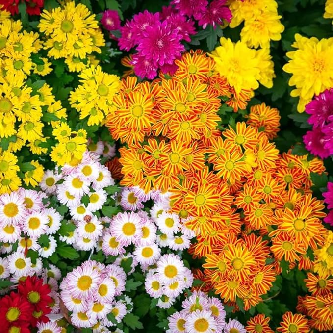 100+ Mix Chrysanthemum Seeds Showy Blooms Flowers Cut Flowers Planting Perennial Non-GMO Mum Flower