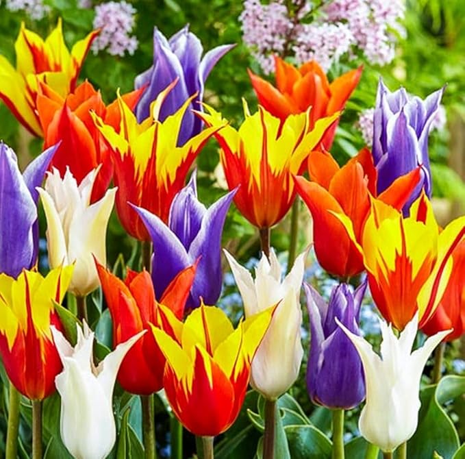 Tulips Lily Flowering Mixture Tulip Pink Red White Yellow Plant Bulbs Spring Flowering Gardens Size 12+ (15, Lily Flowering Mixture)