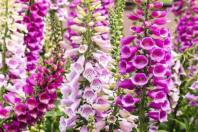 Foxglove Seeds - Gloxiniaeflora Mixed Colors - Approximately 10,000 Fine Seeds
