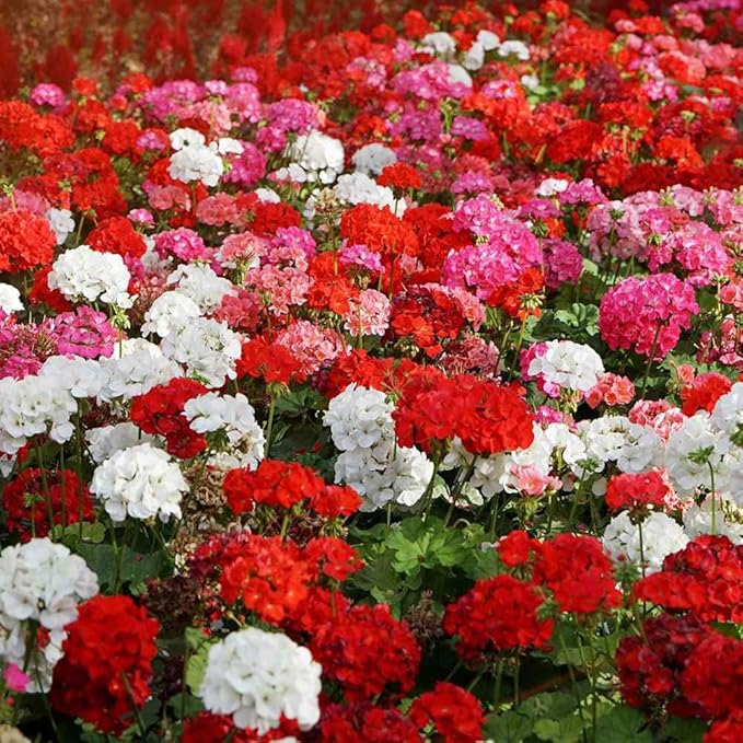 20+ Mixed Perennial Geranium Seeds for Planting-Hardy Double Geraniums Seeds Flower,Non-GMO Heirloom for Home Garden Outdoor