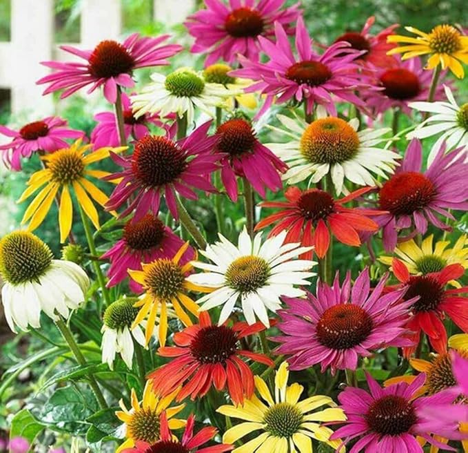 100PCS Mixed Coneflower Seeds Echinacea Perennial Wildflower Bloom Flower Seeds