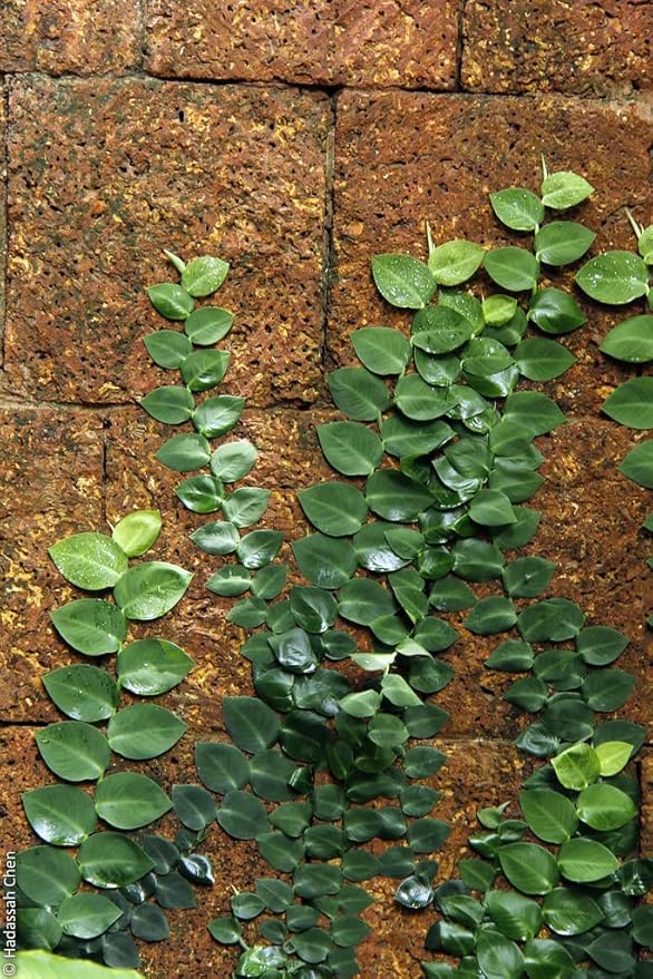 GARDENERA Shingle Plant Potting Mix - Retains Moisture and Enhances Root Growth - 5 Quart