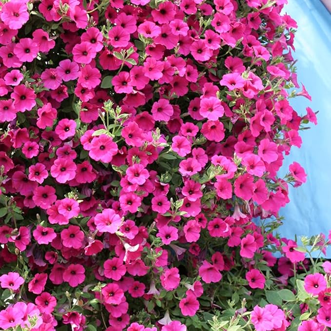 100 Petunia Seeds Easy to Grow Hanging Basket Flower for Planting Garden Home Garden Balcony Pink Flowers Seeds