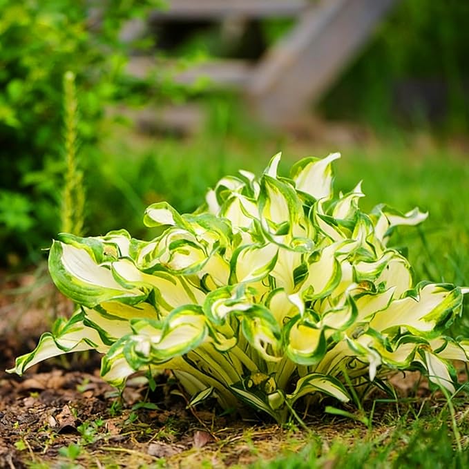 Hosta Seeds for Planting, 210+pcs Rare Perennial Hosta Flower Seeds Plants, Non-GMO Heirloom Long Blooming Plants Shaded Entry Pathway Flowers for Home Garden Outdoors