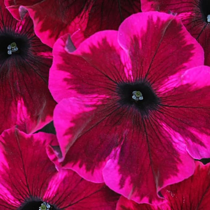325+ Mix Petunia Flower Seeds for Planting-Petunia Hybrida Garden Flower Plant Attract Butterflies and Bees