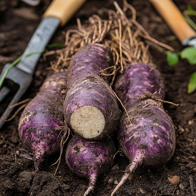 100 Pcs Dioscorea Alata Seeds, Heirloom Purple Yam Vegetable Seeds for Planting, High-Yield Tuber for Home Gardens, Farms, Backyard Growing & Sustainable Food Gardening