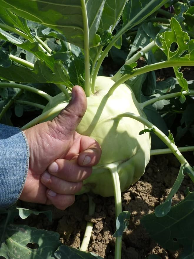 100+ Seeds Giant Kohlrabi Cabbage Biennial - Vegetable Green