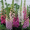 8,000 Foxglove Mix Seeds (Digitalis Purpurea) - by Seeds2Go