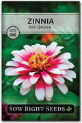 Sow Right Seeds - Zinnia Ice Queen Flower Seeds for Planting - Beautiful Flowers to Plant in Your Garden - Non-GMO Heirloom Seeds - Pink with White Tips Variety - Attract Pollinators - Cut Flower (1)
