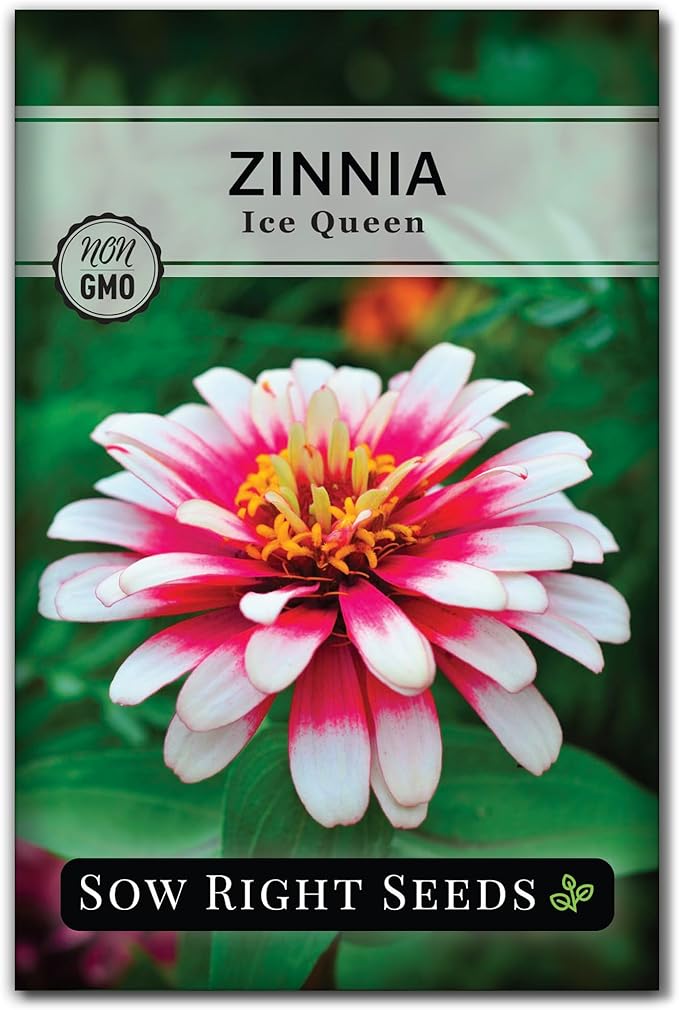 Sow Right Seeds - Zinnia Ice Queen Flower Seeds for Planting - Beautiful Flowers to Plant in Your Garden - Non-GMO Heirloom Seeds - Pink with White Tips Variety - Attract Pollinators - Cut Flower (1)