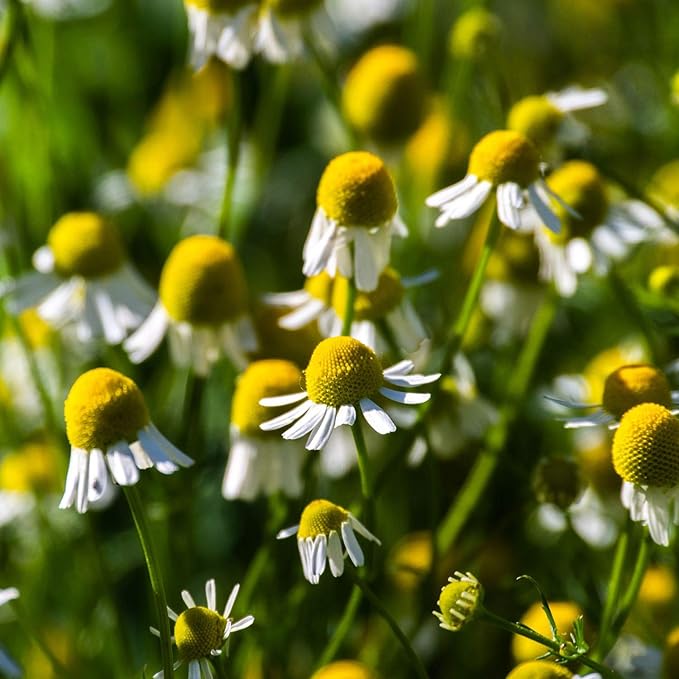 Outsidepride German Chamomile Seeds - 10000 Pcs Annual, Drought Tolerant, Self-Seeding & Versatile, Herb Seeds for Planting Sweet Scented Daisy-Like Blooms, Ideal for Slopes & Pollinator Gardens