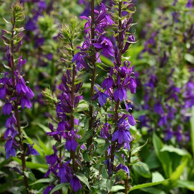 Eden Brothers Lobelia Seeds - Starship Blue