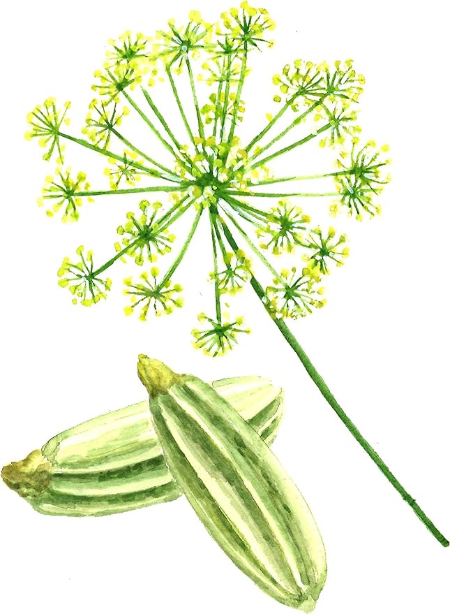 Gaea's Blessing Seeds - Fennel Seeds (2.0g) - Non-GMO Seeds with Easy to Follow Planting Instructions - Herb Seeds 85% Germination Rate