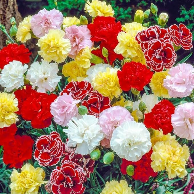 1000pcs Carnation Seeds - Fragrant Clove Pinks, Heirloom Mix with 8 Colors, Long Stem Cut Flowers for Bouquets, Continuous Bloom, Attracts Hummingbirds, Non-GMO