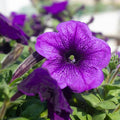 200 Purple Petunia Hybrida Pollinator Garden Container Flower Seeds