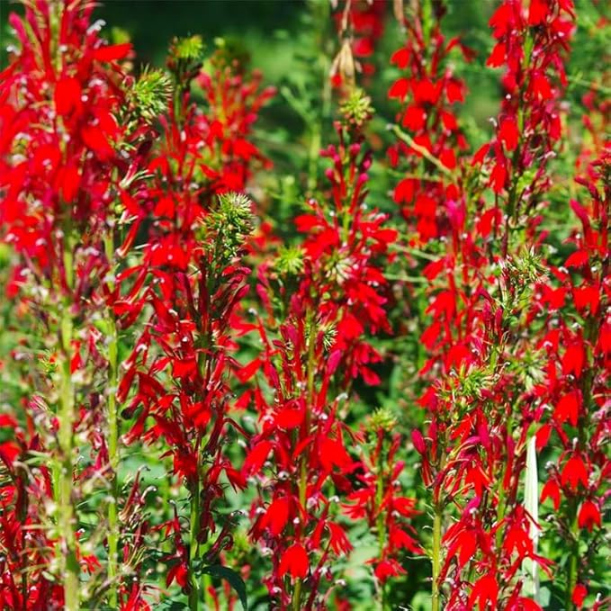 210+ Red Cardinal Flower Lobelia Cardinalis Seeds for Planting-Non-GMO Heirloom Plant Seeds Garden Outdoor