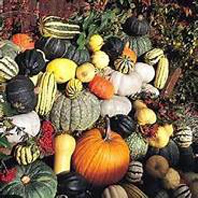 Gourd Seeds Large Mixed Gourd Seeds, 50 Seed Pack, USA Product. Packed by JACOBS LADDER ENT.