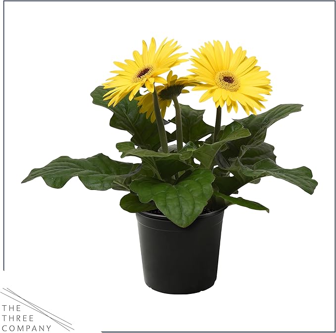Live Flowering Gerbera Daisies - Yellow (3 Plants Per Pack) - Beautiful Spring Flowers - 12" Tall by 5" Wide in 1 Qt Pot