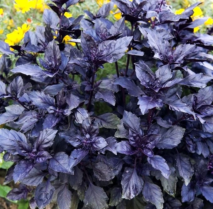 500+ Pcs Large Basil Seed Collection for Planting -Sweet, Opal, Thai, and Giant Leaf Basil - Non-GMO Heirloom Grow Indoors or Outdoor (Dark Opal Basil)