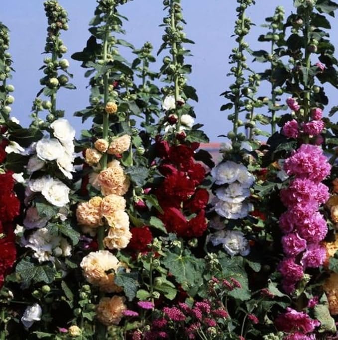 120+ Hollyhock Seeds Carnival Mix Giant Mallow Double Hollyhock Flowers Perennial Outdoor Home Garden Flower (Mix Color)