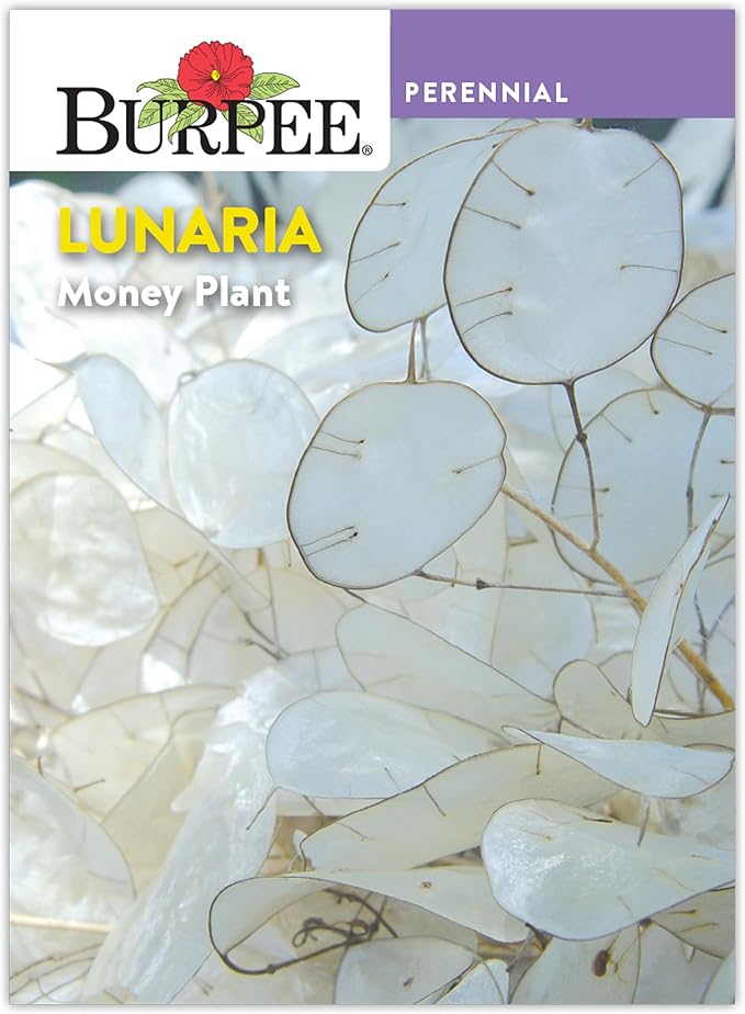 Burpee Money Plant Seeds (Lunaria) - Ornamental Silver Dollar Pods
