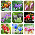 20 + Seeds Mixed Bleeding Heart Seeds Dicentra Spectabilis Shade