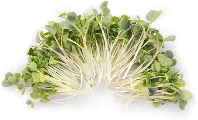 Eastern Sun Asian Microgreen Seeds Mix | Contains Mizuna, Pak Choi, Cabbage, Mustard & Radish Sprout Seeds | Non GMO Heirloom Seeds | Bulk 1 LB Resealable Bag | Rainbow Heirloom Seed Co.
