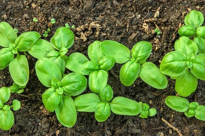Large Leaf Basil Seeds 700+ Seeds for Planting Non-GMO