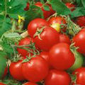 Organic Large Red Cherry Tomato - 1 g ~250 Seeds - Organic, Heirloom, Open Pollinated, Non-GMO, Farm & Vegetable Gardening Seeds