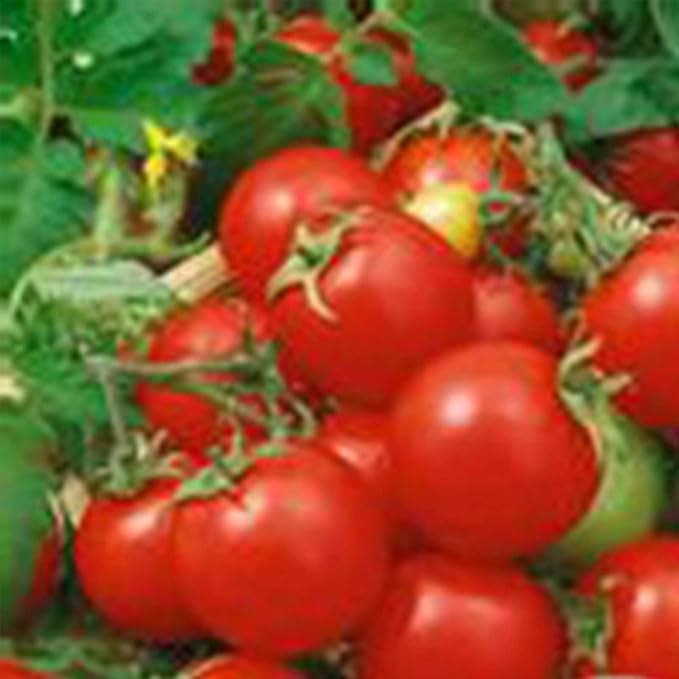Organic Large Red Cherry Tomato - 1 g ~250 Seeds - Organic, Heirloom, Open Pollinated, Non-GMO, Farm & Vegetable Gardening Seeds