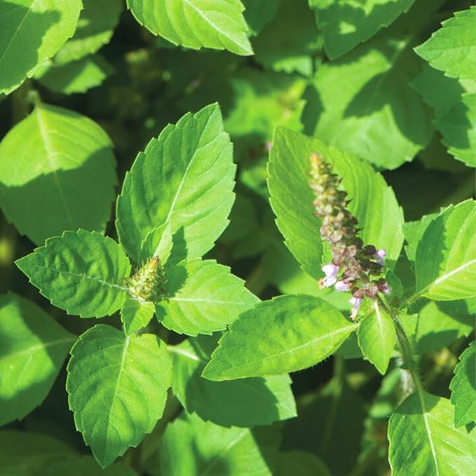 Holy Basil Plant, Herb Plant Seedlings, 4 Inches Pot, Green Basil Plant Pot Planting Outdoor