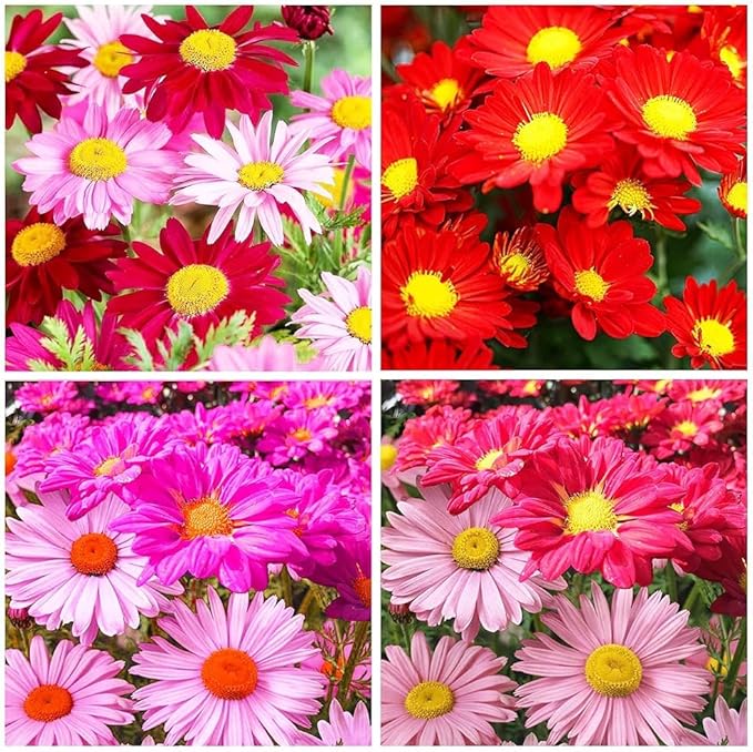 1900+ Mix Pyrethrum Seeds - Multi-Color Insect-Repelling Flowers, Practical Plants for Gardens & Balconies, Easy to Sow with High Survival Rate