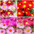 1900+ Mix Pyrethrum Seeds - Multi-Color Insect-Repelling Flowers, Practical Plants for Gardens & Balconies, Easy to Sow with High Survival Rate