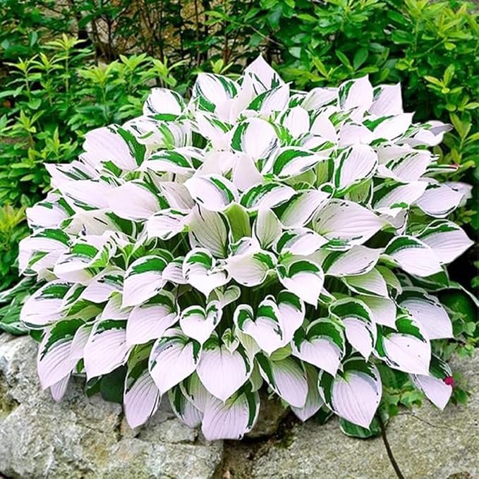 288+ Mixed Hosta Seeds - Rare Perennial Shade Plants for Garden Borders, Patios, and Containers - Non-GMO Heirloom, Colorful Ornamental Foliage