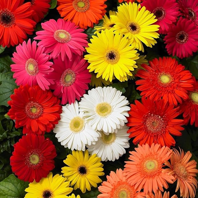 300+ African Daisy Flower Seeds – Heirloom Non-GMO, Bright Colorful Blooms, Long Flowering Season, Drought Tolerant, Ideal for Outdoor Gardens, Landscaping