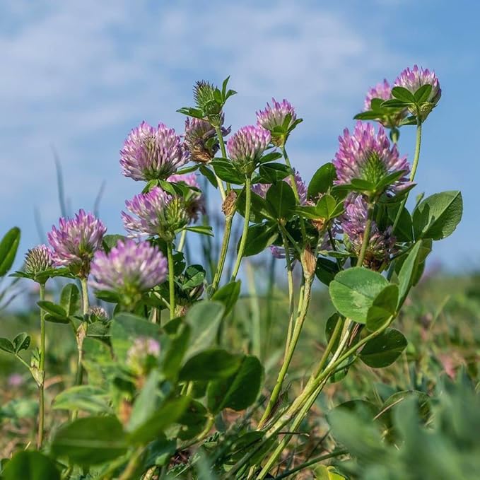 Todd's Seeds Red Clover Seeds, Non-GMO, Chemical Free, High Germination (1/2 Pound)