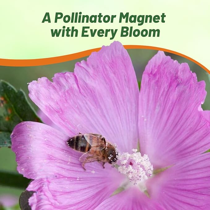 Outsidepride Rosea Musk Mallow Hollyhock Seeds - 2,000 Pcs Perennial, Long-Blooming, Heat & Drought Tolerant Flower Seeds with Tall, Shrubby Blooms for Cottage Gardens & Cut Flowers