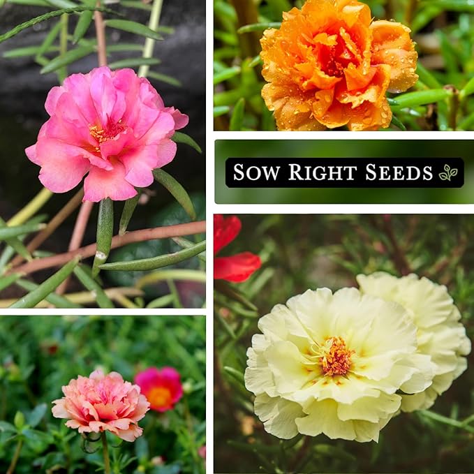 Sow Right Seeds - Moss Rose Seeds for Planting - Portulaca Grandiflora Mix - Double Flower Purslane - Non-GMO Heirloom Variety - Easy to Grow Outdoors - Colorful Annual for Garden & Containers (2)