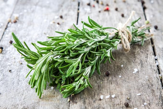 SeedsUP - 50+ Seeds Rosemary - Herb Green