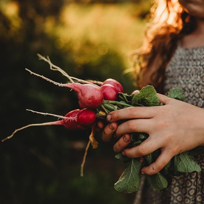Pink Celebration Radish - 150 Seeds - Heirloom & Open-Pollinated Variety, Easy-to-Grow & Fast-Growing, Non-GMO Vegetable Seeds for Planting Indoors or Outdoors in The Home Garden, Thresh Seed Company