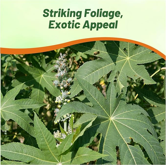 Outsidepride Zanzibariensis Castor Bean Seeds - 50 Pcs Annual Quick-Growing Tropical Flower Seeds for Planting Vibrant Foliage & Colorful Blooms for Eye-Catching Borders, Gardens & Landscapes