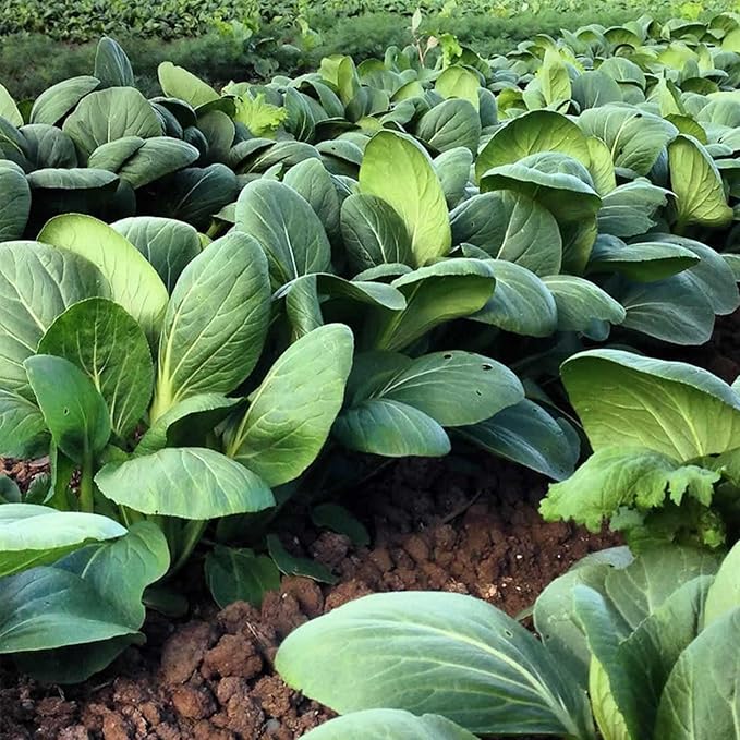 White Stem Pak Choi Cabbage Seeds: 1 Lb - Non-GMO Chinese Pakchoi Sprouting Seeds - Microgreens, Vegetable Gardening