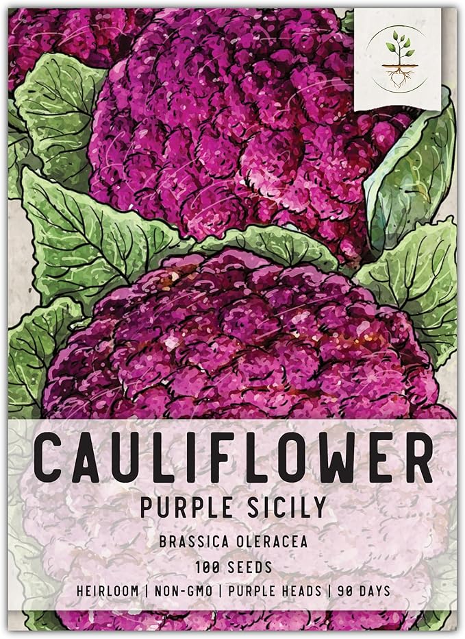 Seed Needs, Purple Sicily Cauliflower Seeds - 100 Heirloom Seeds for Planting Brassica oleracea botrytis - Non-GMO & Untreated for an Outdoor Garden (1 Pack)