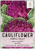 Seed Needs, Purple Sicily Cauliflower Seeds - 100 Heirloom Seeds for Planting Brassica oleracea botrytis - Non-GMO & Untreated for an Outdoor Garden (1 Pack)