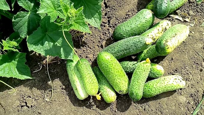 SeedsUP - 40+ Seeds Cucumber Bush Champion for Small-Space - Vegetable Green